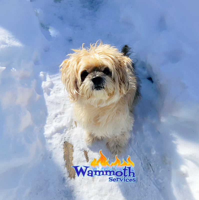 small dog sitting in the snow on Wammoth Services logo, looking at you